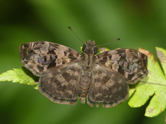 Gorgythion begga begga