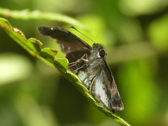 Gorgythion begga begga