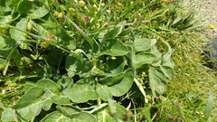 Angelica hendersonii
