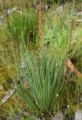 Plantago gaudichaudii