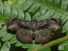 Zera hyacinthinus servius