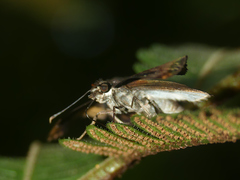 Zera hyacinthinus servius