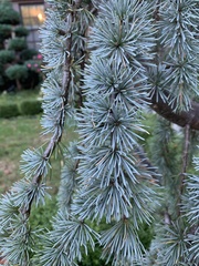 Cedrus