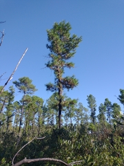 Pinus serotina