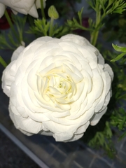 Ranunculus asiaticus