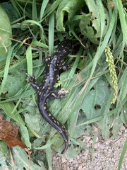 Ambystoma tigrinum