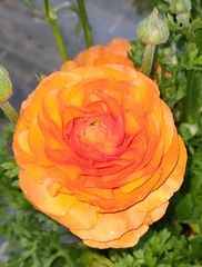 Ranunculus asiaticus