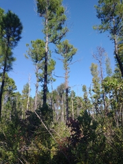 Pinus serotina