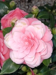 Ranunculus asiaticus