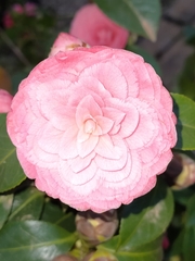 Ranunculus asiaticus