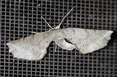 Parepisparis excusata