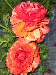 Ranunculus asiaticus
