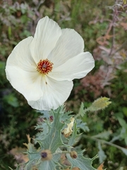 Argemone platyceras