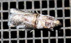 Conobathra hemichlaena