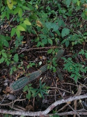 Acanthocereus oaxacensis