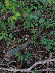 Acanthocereus oaxacensis