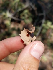 Atrusca trimaculosa