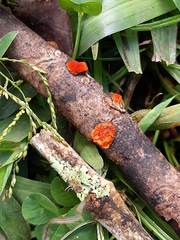 Fungi