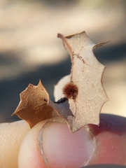 Atrusca trimaculosa