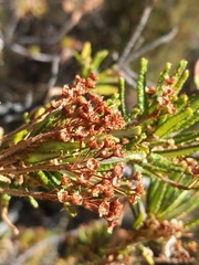 Ceanothus papillosus