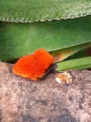 Fungi