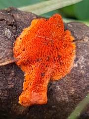 Fungi