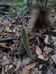Acanthocereus hesperius