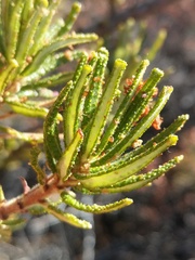 Ceanothus papillosus