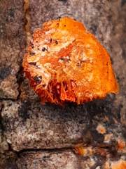 Fungi