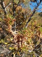 Ceanothus papillosus
