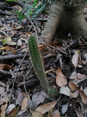 Acanthocereus hesperius