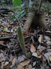Acanthocereus hesperius