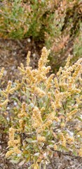 Atriplex paludosa