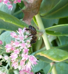 Apis mellifera