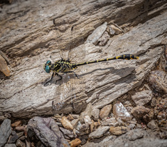 Austrogomphus australis