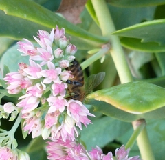 Apis mellifera