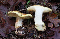 Cortinarius vellingae