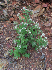 Ageratina wrightii