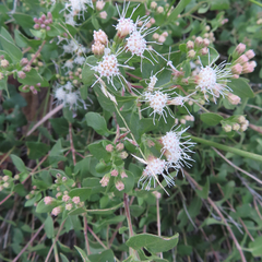 Ageratina wrightii