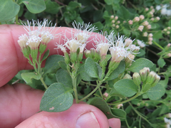 Ageratina wrightii