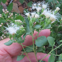 Ageratina wrightii