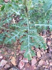 Argemone chisosensis