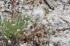 Agoseris glauca glauca