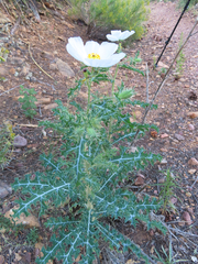 Argemone chisosensis