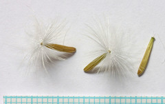 Agoseris glauca glauca