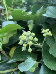 Hedera helix