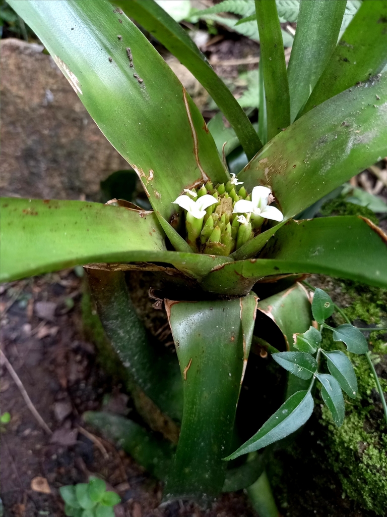 Neoregelia doeringiana
