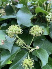 Hedera helix