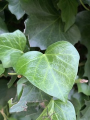Hedera helix