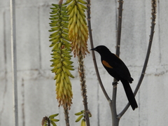 Icterus pyrrhopterus